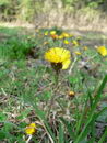 Coltsfoot